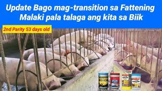 Malaki pala talaga ang kita sa Biik | Update Bago mag-transition sa Fattening