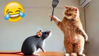 Funny Dogs And Cats Videos 2024  - Best Funniest Animal Videos Of The week #615