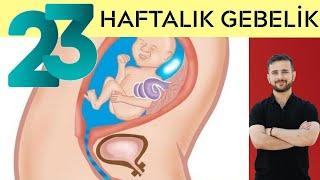 23 Haftalık Gebelik (2025)