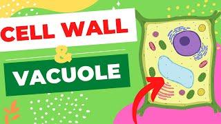 PLANT CELLS - CELL WALL AND VACUOLE - STRUCTURE AND FUNCTION EXPLAINED IN 3 MINUTES