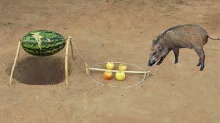Top Trending Creative Wild Pig Trap Make From Water Melon With Deep Hole