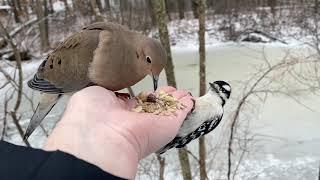 Hand-feeding Birds in Slow Mo - Mourning Dove, Downy Woodpecker