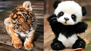 Cute Baby Animals Videos Compilation | Funny and Cute Moment of the Animals #7