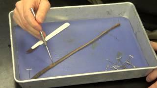 Earthworm Dissection