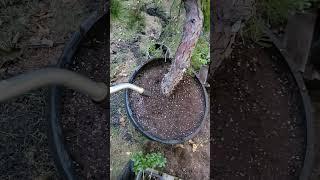 Repotting step two, future extra large black pine bonsai trees! #bonsai #bonsaipruning #bonsaicare