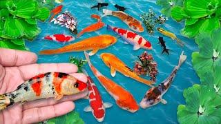 Serok ikan hias, ikan koi, ikan warna-warni, ikan mas lucu, ikan komet, ikan gurame, kurakura brazil