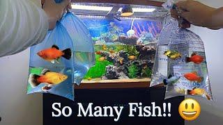 Buying UNIQUE COLORFUL Platy Fish for Fish Tank Aquarium!!