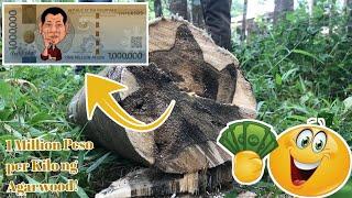 Agarwood or Lapnisan, The World's Most Expensive Tree Is Being Poached in the Philippines