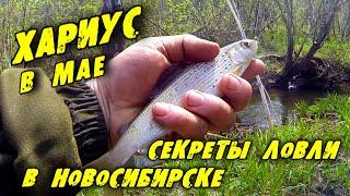 Хариус в Мае! Рыбалка на лесном ручье! Секреты ловли Хариуса в Новосибирске