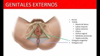 Genitales Externos del Aparato Reproductor femenino - Anatomía Humana 