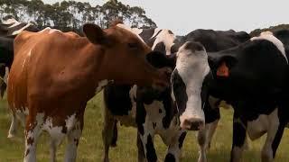 Heat detection methods to maximise dairy cow fertility