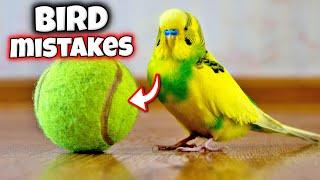 17 Kesalahan Perawatan yang Dilakukan SETIAP Pemilik Burung