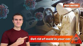 Get rid of mold in your car  - Mold Busters