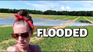 OUR DRY HAY IS FLOODED!  Vlog 335