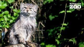 Lovely Morning of Pallas Cat