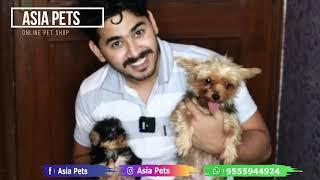 Yorkshire terrier Puppy for Sale in India, Delhi, Mumbai, Gurgaon with Mother at Dog Maket in India