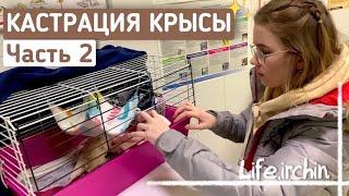 СОСТОЯНИЕ КРЫСЫ ПОСЛЕ КАСТРАЦИИ‍️ | ПОЕЗДКА С КРЫСАМИ К РАТОЛОГУ | часть 2