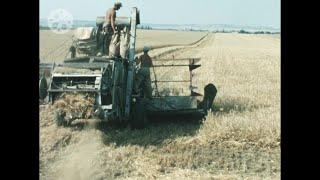 1960er - Marchfeld - Mähdreschen - Umackern - Feldarbeit - Landwirtschaft - 1960s - Farm - Austria