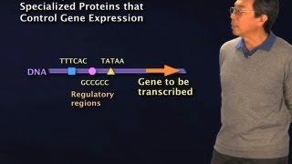 Transcription Factors - Robert Tjian (Berkeley/HHMI)