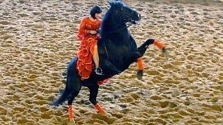 Испанский Танец. Красивые Лошади Видео. Танцующие Лошади. Испанский Танец Верхом на Лошади