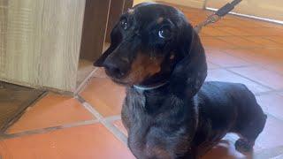 MINI DACHSHUND KNOWS HOW TO MAKE HIMSELF UNDERSTOOD