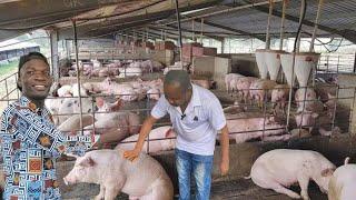 I left my accounting job in the bank and went into pig farming