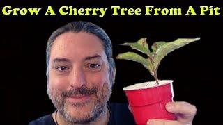 How To Grow Cherry Trees From Pits - Nanking Cherry Bush and North Western Cherry