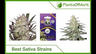 Top 15 Best Sativa Cannabis Strains in 2023