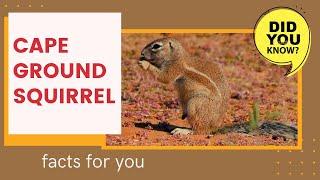 Cape Ground Squirrel facts  South African Ground Squirrel 