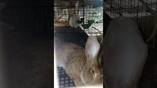 Rabbit Wake Up Prank