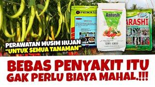 JANGAN TAKUT.. TANAMAN BEBAS PENYAKIT GAK PERLU BIAYA MAHAL. MAU.??? | Fungisida