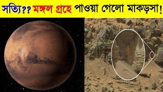 Mars এ পাওয়া গেলো মাকড়সা? কতোটা সত্যি? | 5 Amazing Facts in Bangla