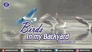 Riverside Birds | Birds In My Backyards | Episode 3