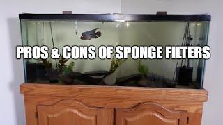 Pros & Cons Sponge Filters & Why I Went Back to (HOB) Hang On Back Filter For Red Dragon Flowerhorn.