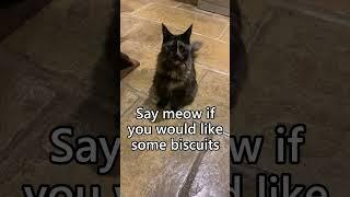 Have you ever heard a Maine Coon cat meowing?