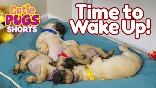 Time to Wake Up! | Cutie Pugs | Animals for Kids