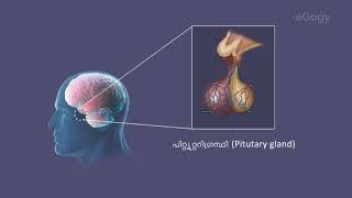 Pituitary Gland