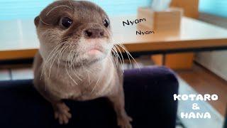 Otter Saying "Yum Yum" While Eating