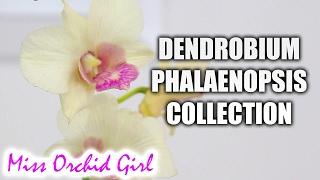 My Dendrobium Phalaenopsis Orchid collection