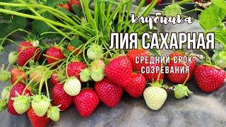 Лия сахарная на открытом грунте. сорт КСД.