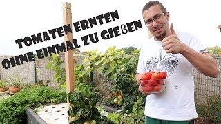 Aquaponik am Koiteich - Tomatenernte