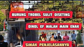 burung trobel sulit diseting‼️saat dikasih makan matuk..nglowo.. galak.. begini solusinya....