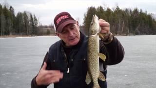 Csf 31 01 Icefishing  Pike YouTube 4K