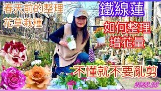 3月花園狀況-季節花宿根草栽種｜鐵線蓮整理如何讓爆花與修剪實況！教您最簡單的方式進行與判斷｜Getting ready for spring#玫瑰花園#Roses#バラ