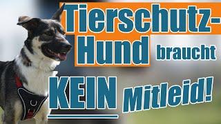 Tierschutzhund zieht ein - so gehst du richtig mit ihm um!