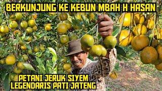  MBAH H HASAN ILMUNYA TAK DI RAGUKAN ️  PETANI JERUK SIYEM LEGENDARIS MULAI TH 80 AN ‼️