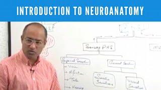 Introduction to Neuroanatomy | Neuroscience | Neurophysiology