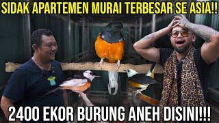 SIDAK APARTEMEN MURAI TERBESAR SE ASIA!!! 2400 EKOR BURUNG ANEH DISINI!! MBRK #Audreykingofthejungle