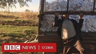 Кластер одамларни бой ва камбағалга ажратиб қўядими? - Ўзбекистон BBC Uzbek