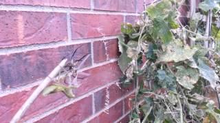 Big Black and Yellow Garden Spider vs Praying Mant